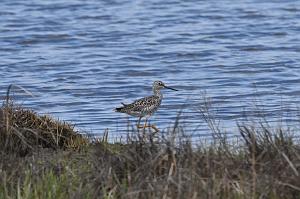 Sandpiper, Greater Yellowlegs, 2025-05077396 Parker River NWR, MA